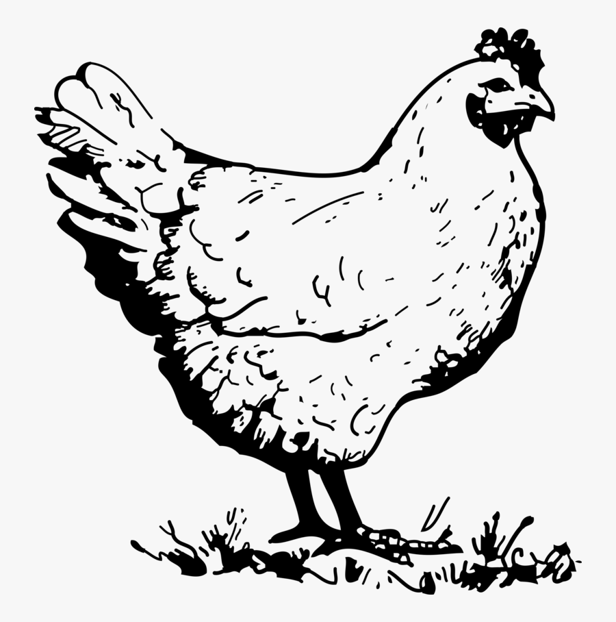 Chicken In Grass Drawing Svg Clip Arts - Chicken Clipart Black And White, Transparent Clipart