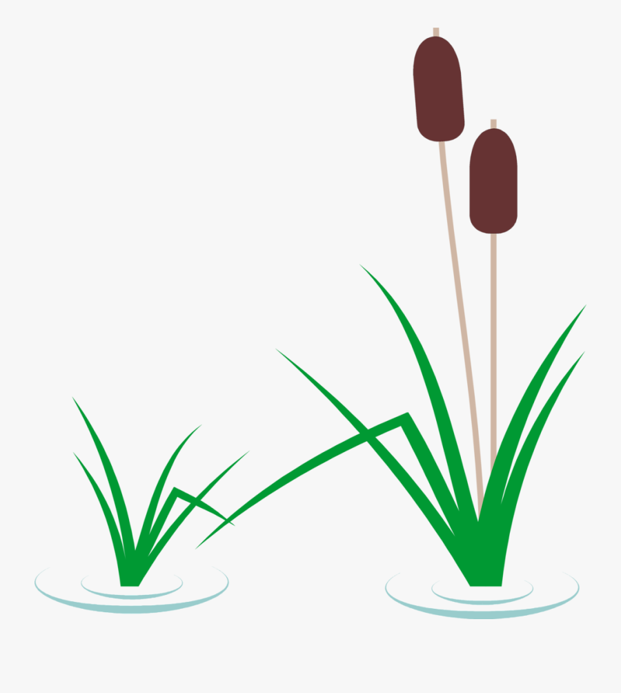 Pond Plant Clipart Cattail Clipart , Free Transparent Clipart