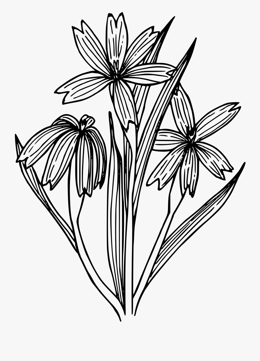 Grass Clipart Outline - Blue Eyed Grass Drawing, Transparent Clipart