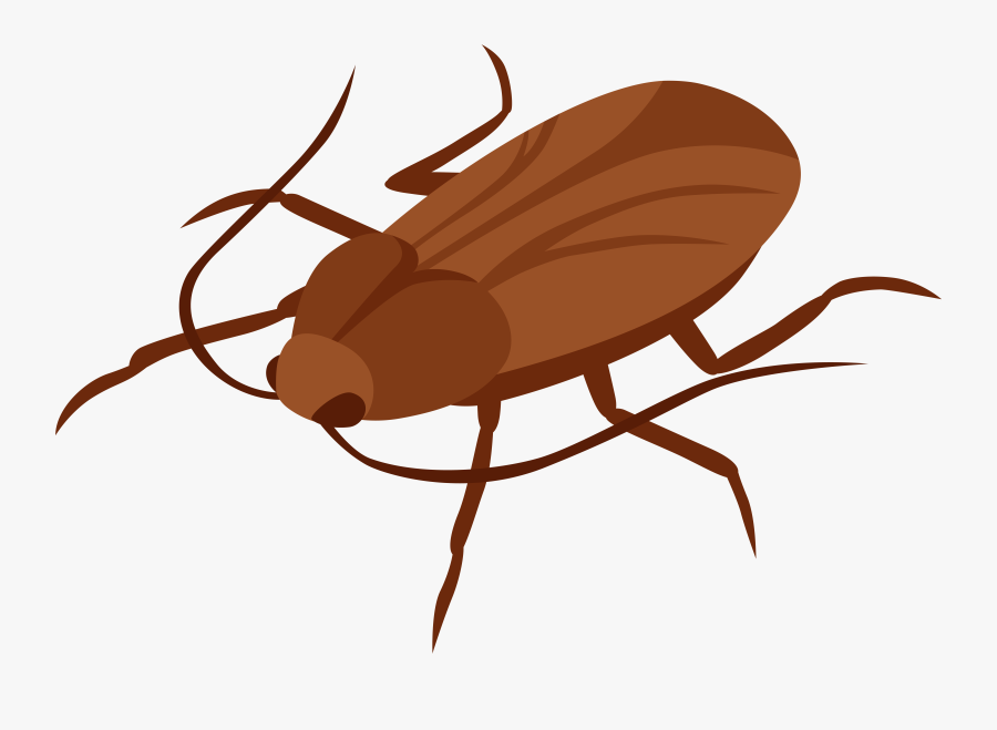 Cockroach Png Clip Art - Black And White Clipart Of Cute Cockroach, Transparent Clipart