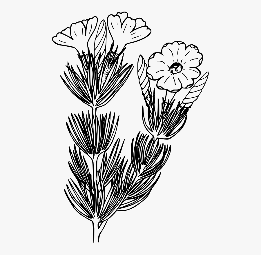 Monochrome Photography,petal,grass Family - Portable Network Graphics, Transparent Clipart