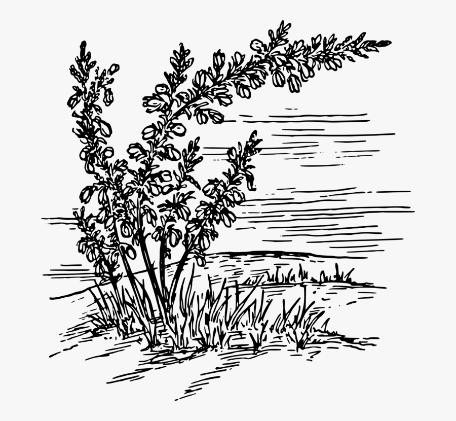 Monochrome Photography,grass Family,twig - Heather Flower Black And White, Transparent Clipart