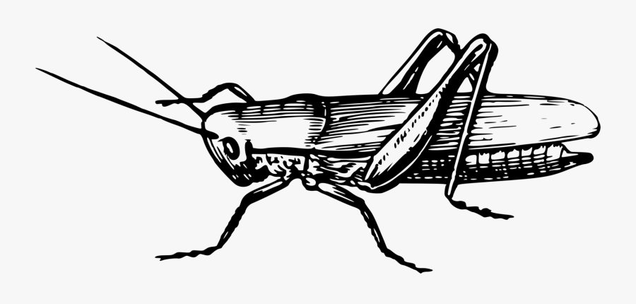Line - Clip Art Of Grasshopper, Transparent Clipart