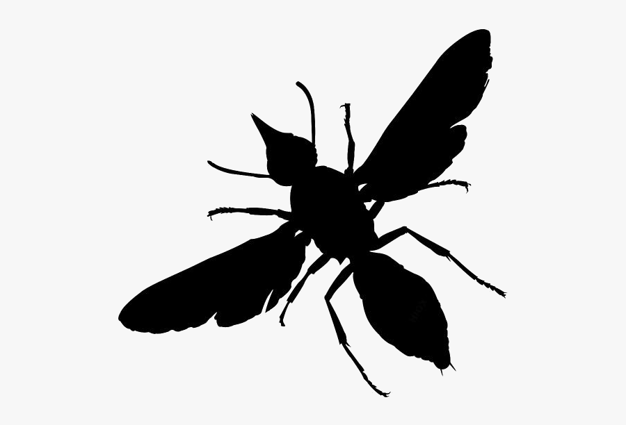 Transparent Dead Insects Clip Art - Bug Png, Transparent Clipart