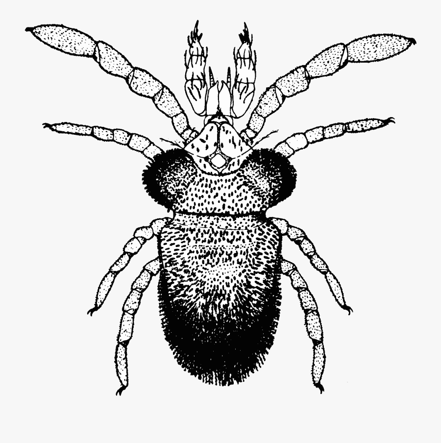 Clip Art Drawing Insects - Acarologia, Transparent Clipart