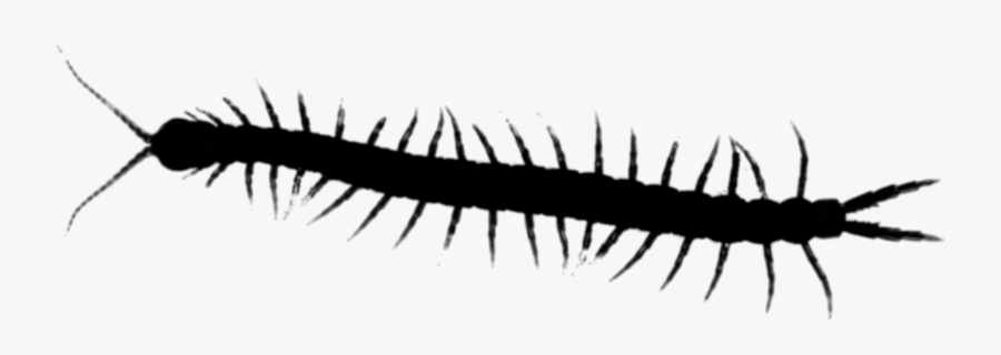 Millipedes Centipedes House Insect Centipede Graphics - Centipede Clip Art, Transparent Clipart