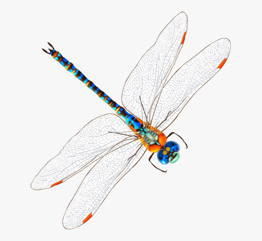 Transparent Insects Clipart - Net-winged Insects, Transparent Clipart