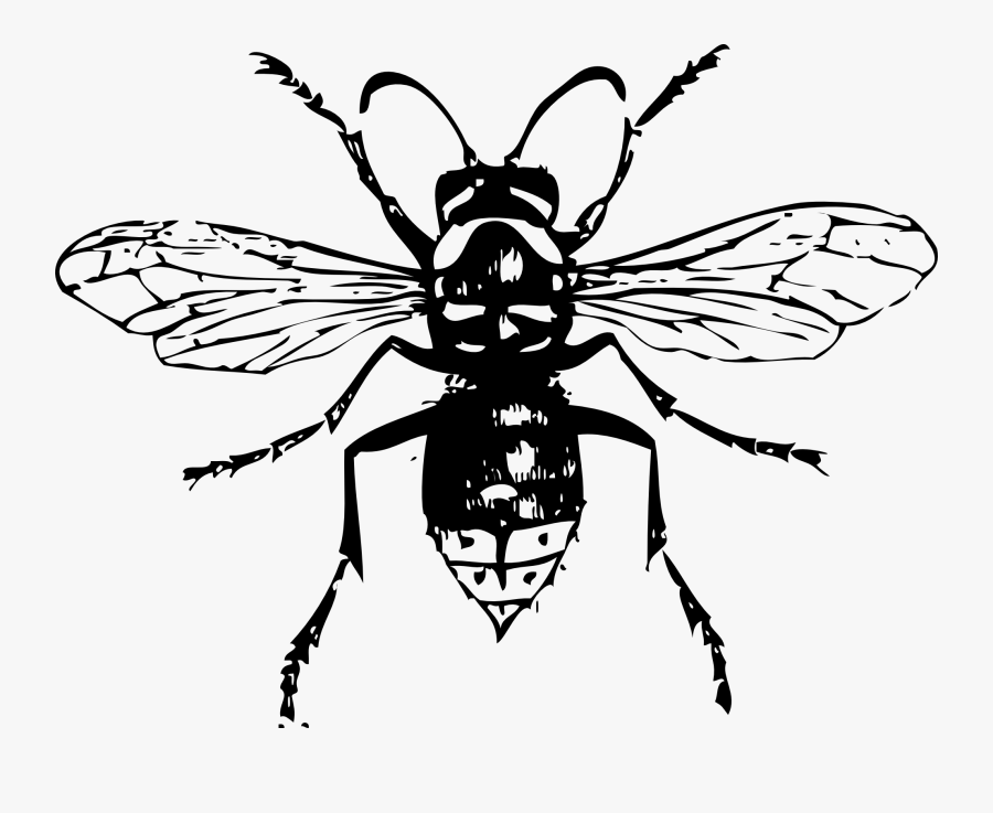 Clip Art Collection Of Free Download - Hornet Clipart Black And White, Transparent Clipart