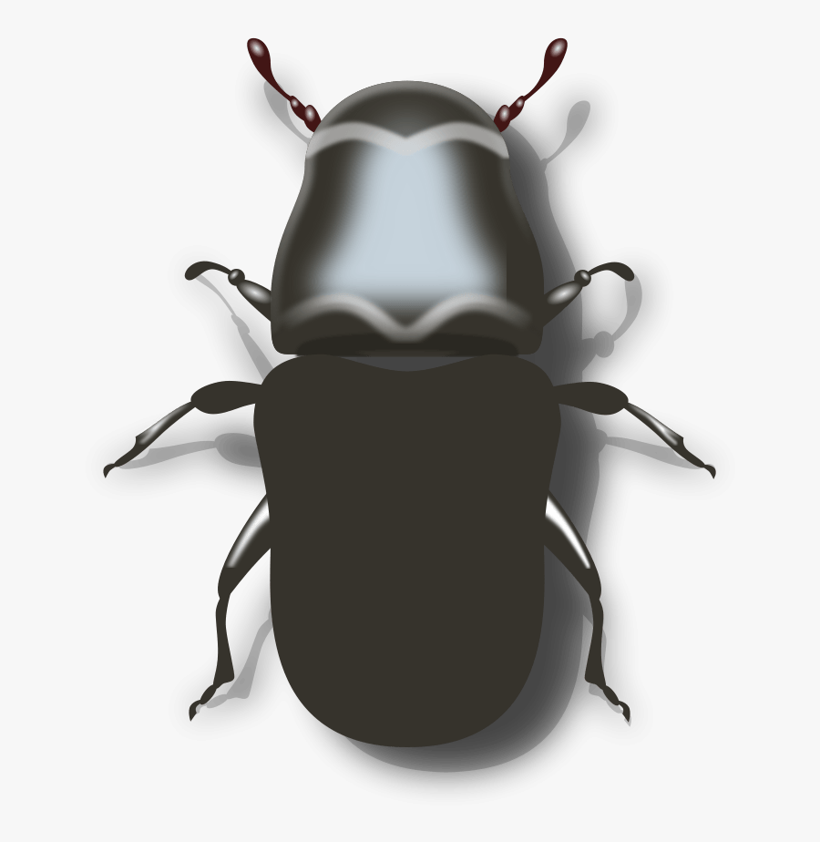 Transparent Insects Clipart - Mountain Pine Beetle Png, Transparent Clipart