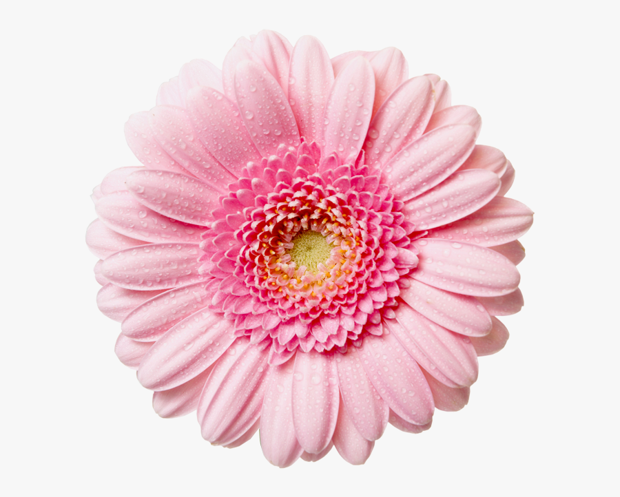 Pink Flower Clipart Flower Tu - Transparent Background Pink Flowers Png, Transparent Clipart