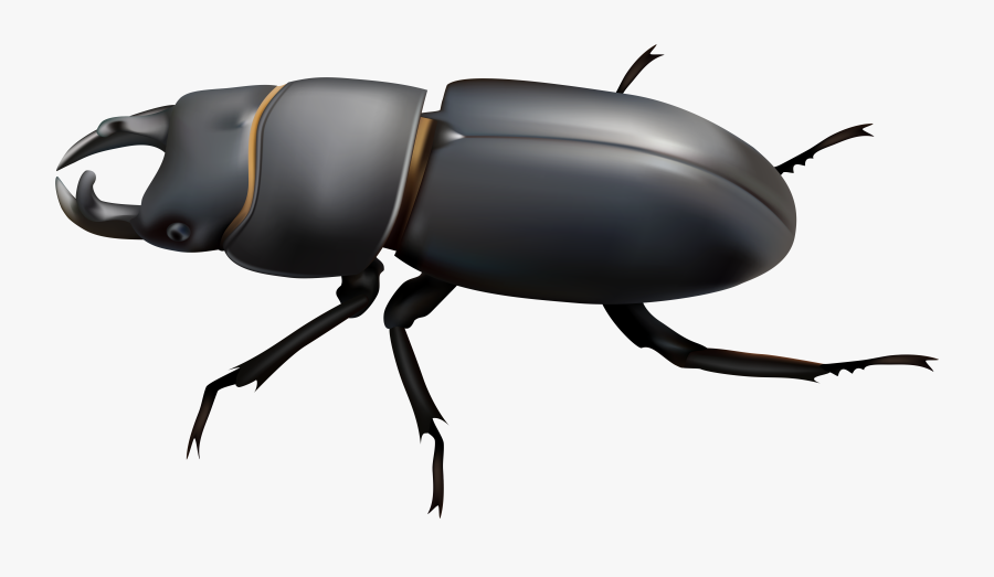 Beetle Clipart Clip Art - Beetle Clipart Png, Transparent Clipart