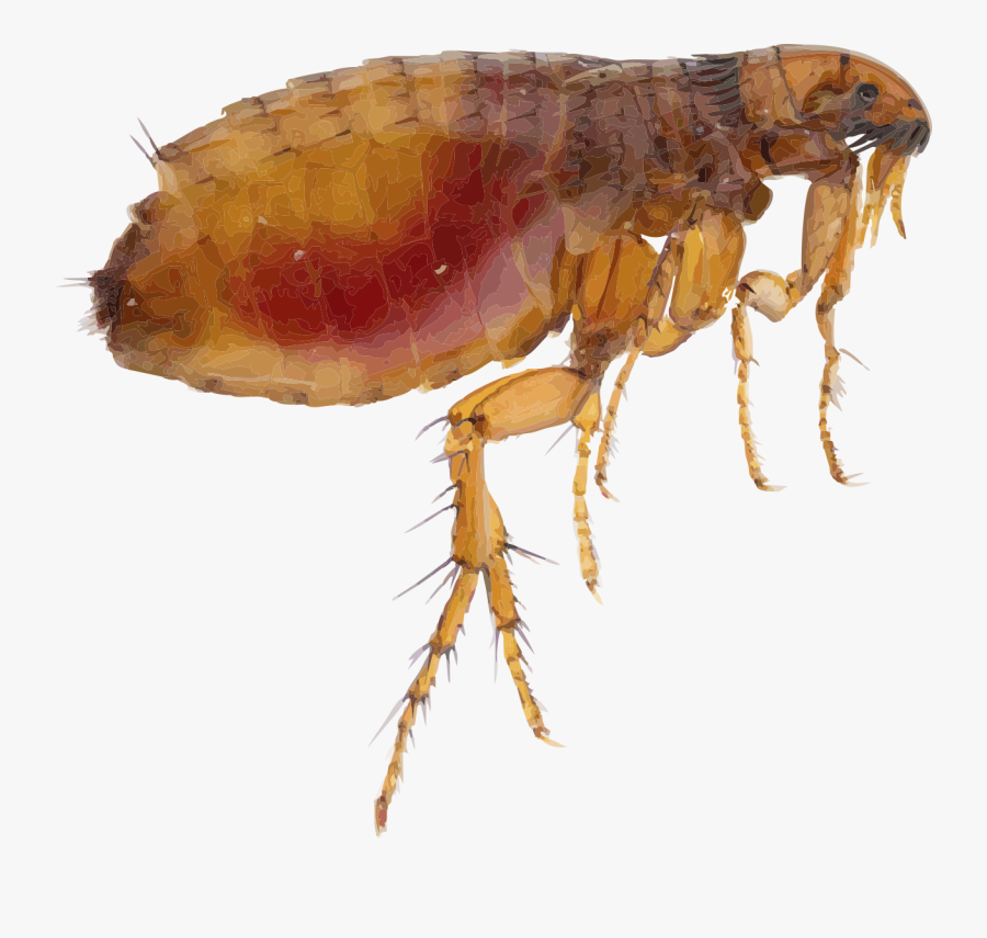 Insect Flea Clipart - Flea Png, Transparent Clipart