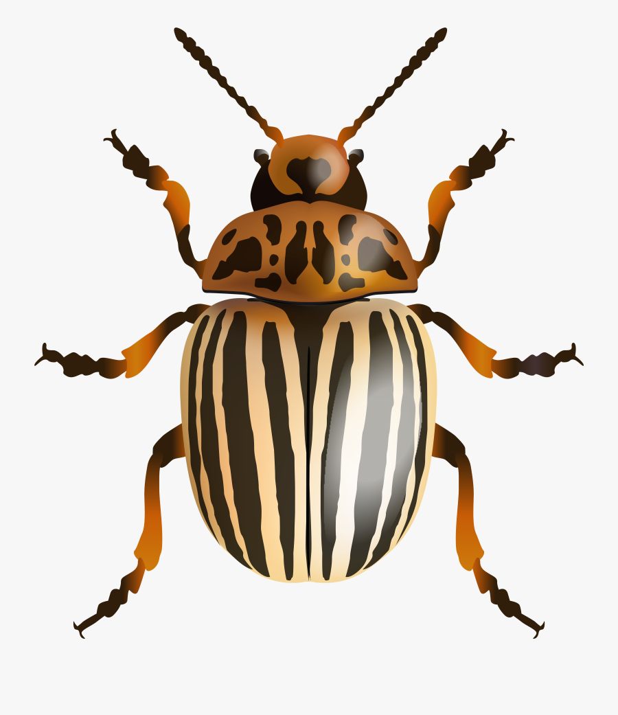Beetle Png Clip Art Image, Transparent Clipart