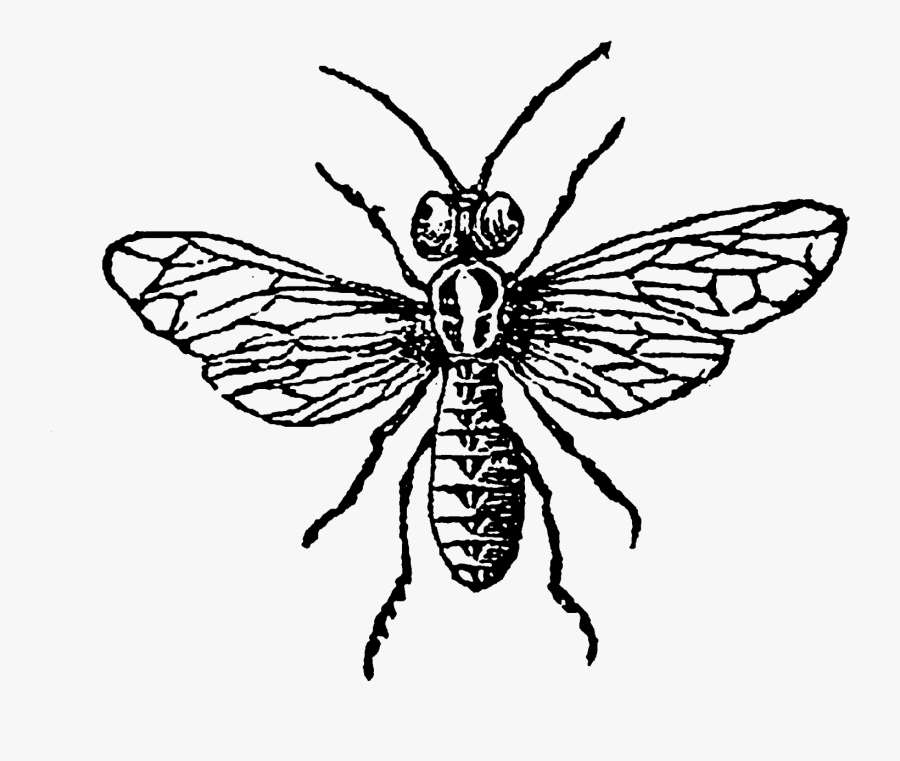 Aphid .png, Transparent Clipart