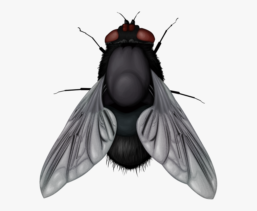 Fly Png Image - Fly Png, Transparent Clipart