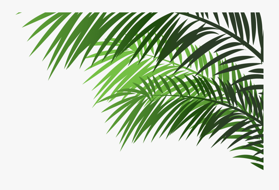 Attalea Speciosa, Transparent Clipart