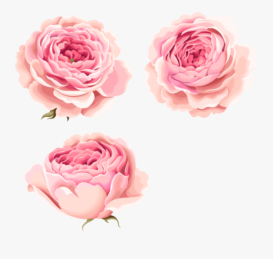 Beautiful Pink Flowers Peony Hand-painted Free Clipart - Pink Peony Flower Png, Transparent Clipart