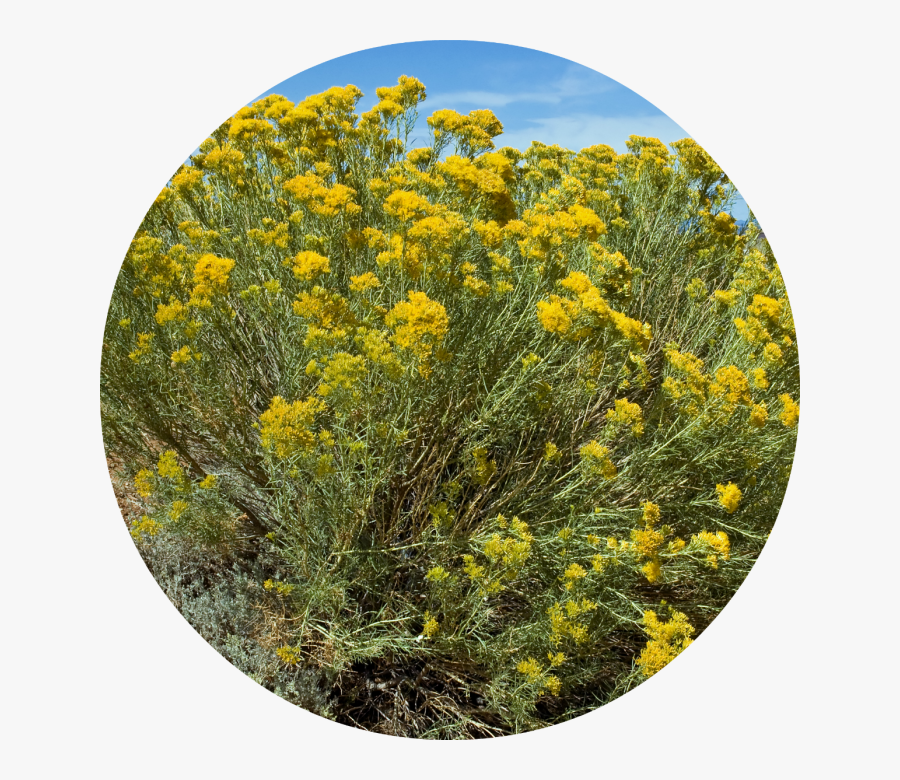 Transparent Mind Blown Png - Cepillo De Conejo Planta, Transparent Clipart