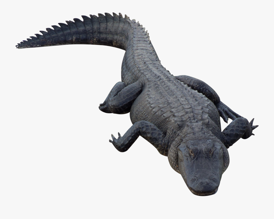 Alligator Png, Transparent Clipart