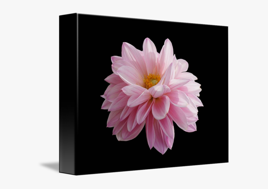 Clip Art Pink Flower Macro Photography - Chrysanths, Transparent Clipart