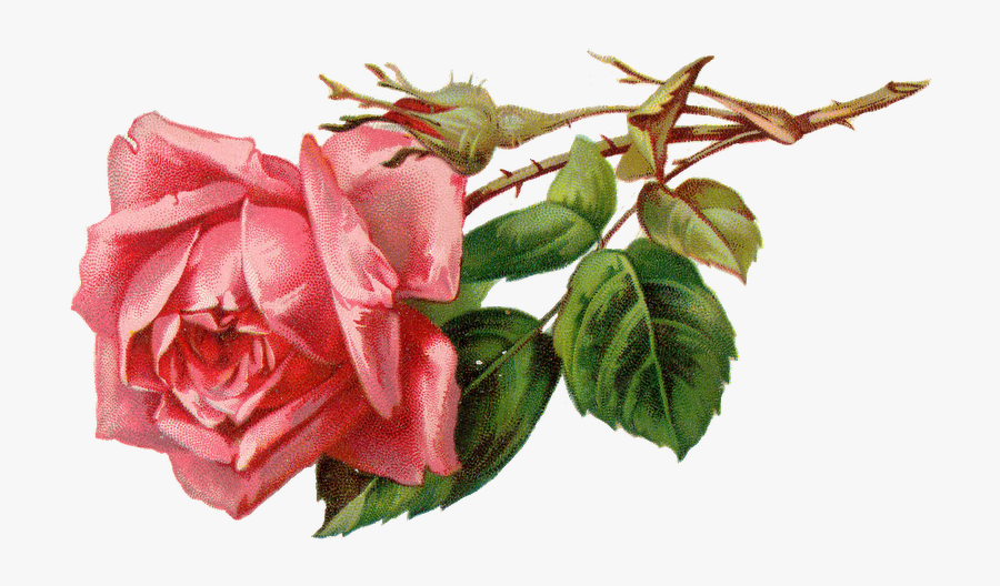 Flower Rose Bud On Branch Pink Vintage - Vintage Pink Rose Png, Transparent Clipart
