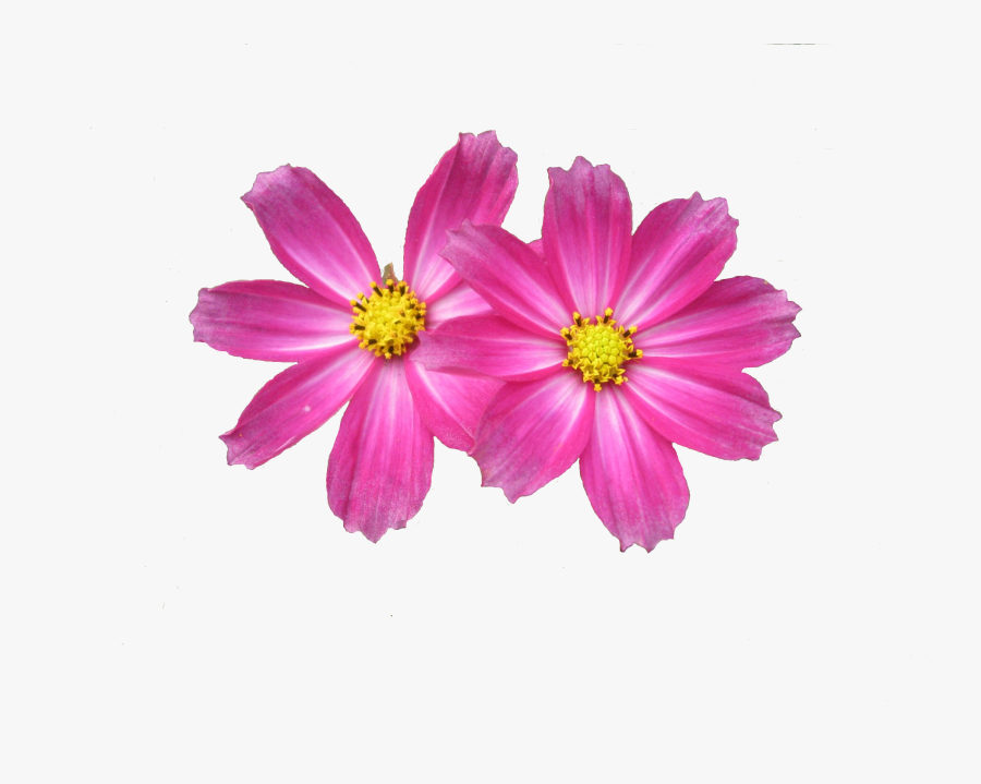 Pink Flowers Clipart - Two Flower Png, Transparent Clipart