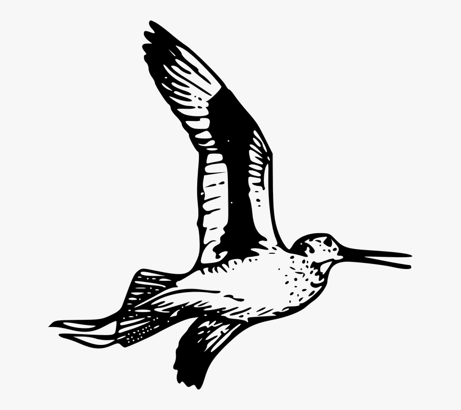 Transparent Wings Of Freedom Png - Willet Drawing, Transparent Clipart