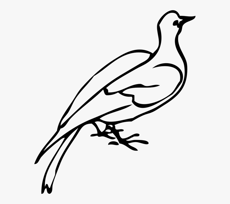 Dove Bird Species Freedom Love Transparent Png Images - Dove Clip Art, Transparent Clipart