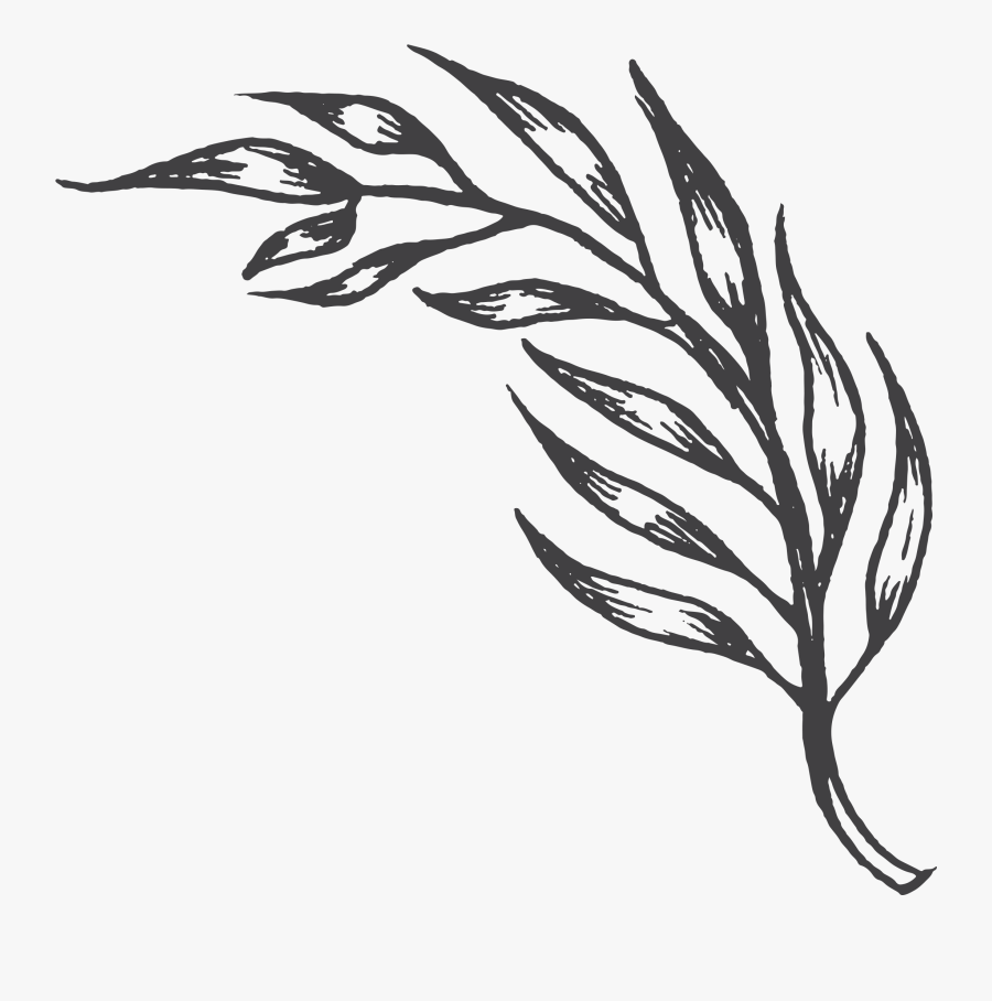 Sketch, Transparent Clipart