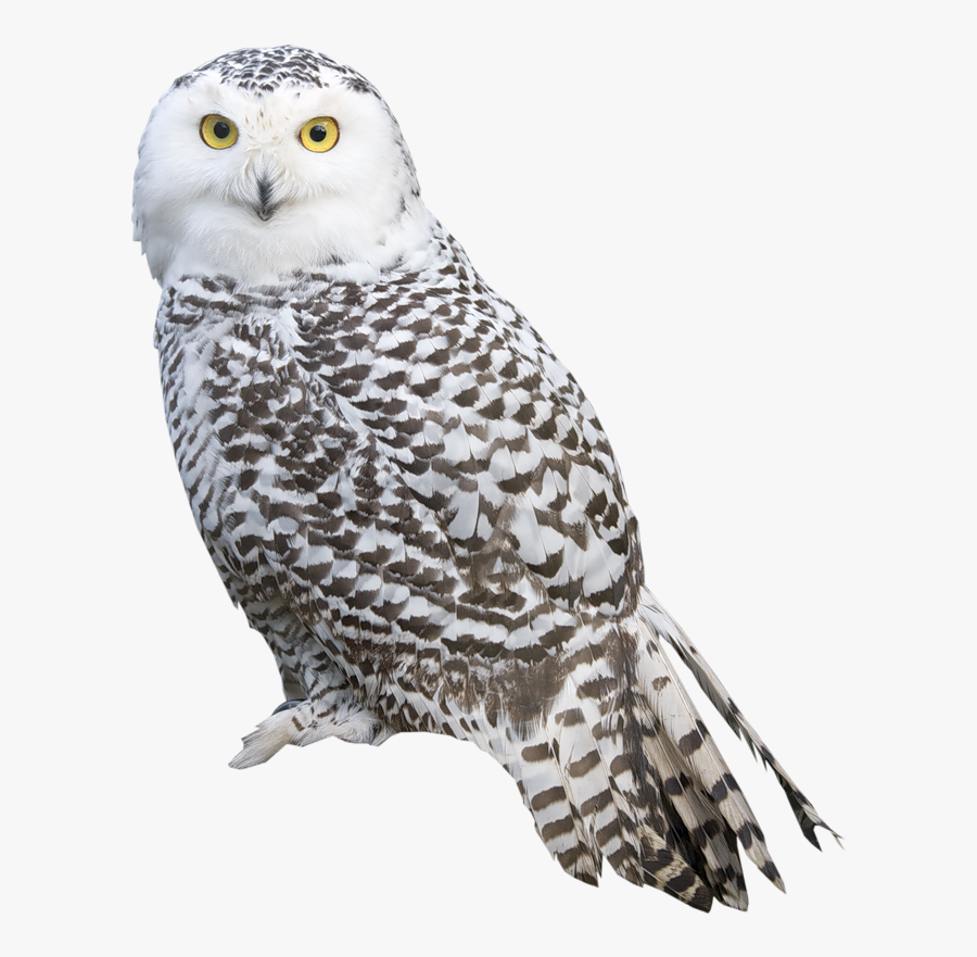 White Owl Png Clipart - Owl Png, Transparent Clipart