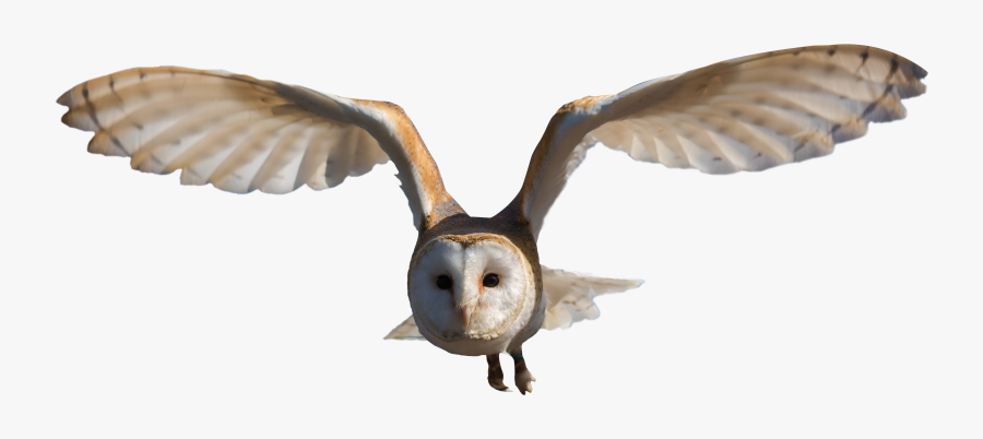 Owls Png Clipart - Barn Owl Png, Transparent Clipart