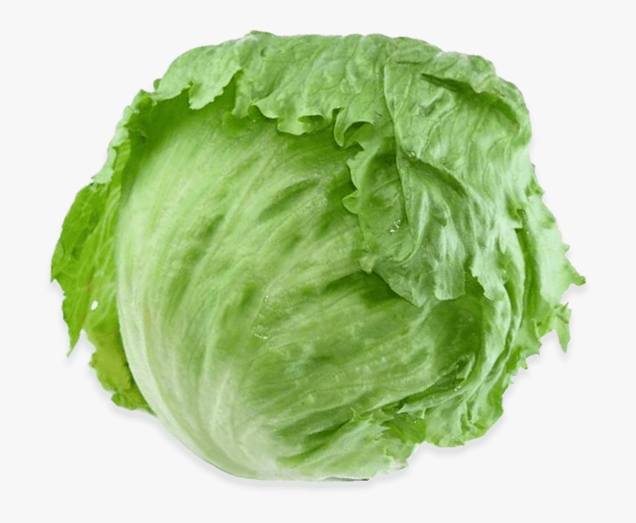 Romaine Lettuce Iceberg Lettuce Vegetable Salad Rijk - Iceberg Lettuce Png, Transparent Clipart