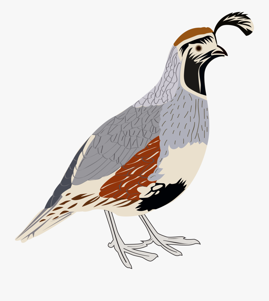 Clip Art Gambel S Sticker Arizona - California Quail No Background, Transparent Clipart