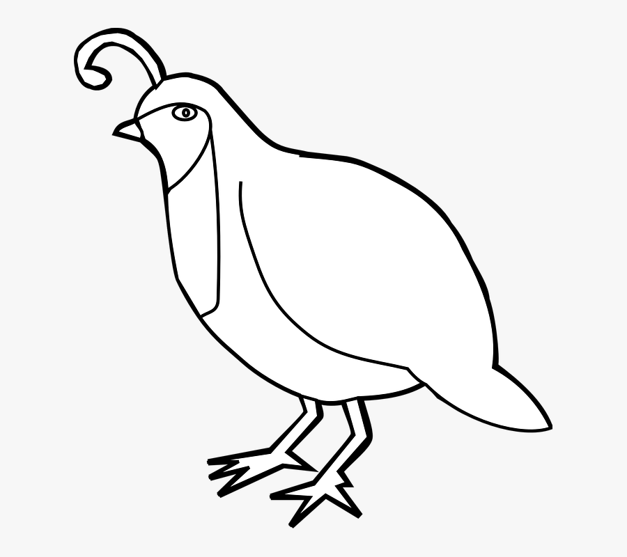Quail Outline Clip Art - Blank And White Picture Of Quail, Transparent Clipart