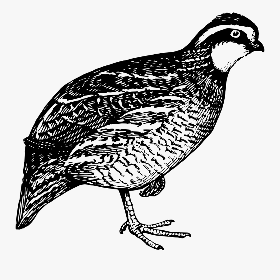 Quail,flightless Bird,pheasant - Quail Clip Art, Transparent Clipart