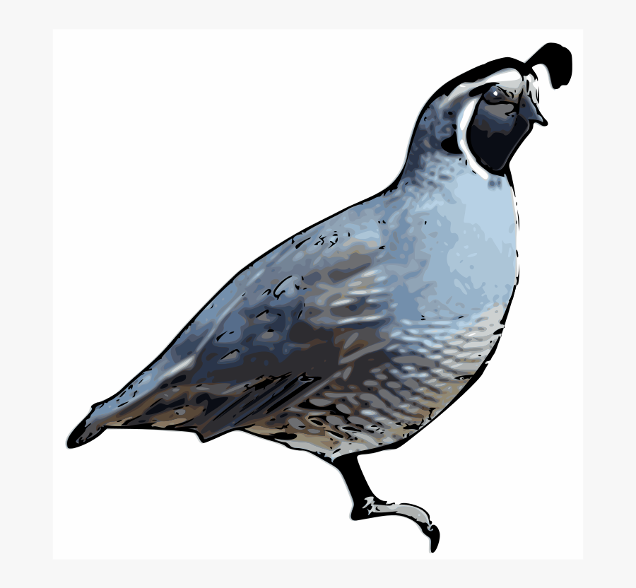 California Quail - Clip Art, Transparent Clipart
