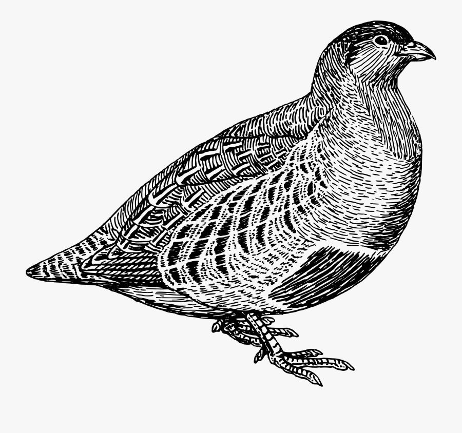 Clip Art Quail Clipart Black And White - Partridge Clip Art, Transparent Clipart