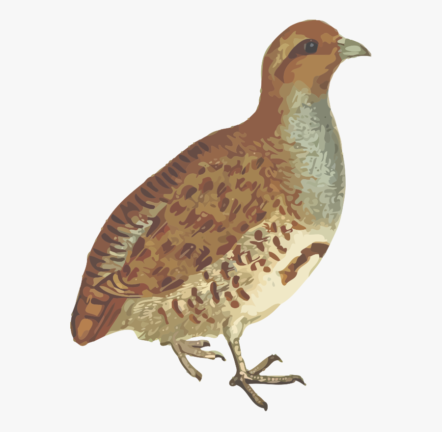 Thumb Image - Partridge Clipart Png, Transparent Clipart