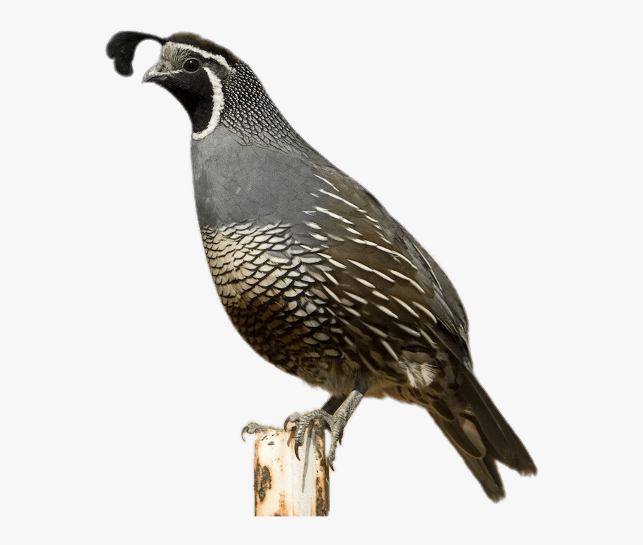 California Quail - California Quail Transparent Background, Transparent Clipart