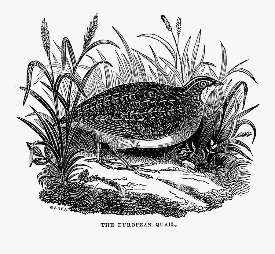 Quail Clipart Quail Family - Fowl, Transparent Clipart