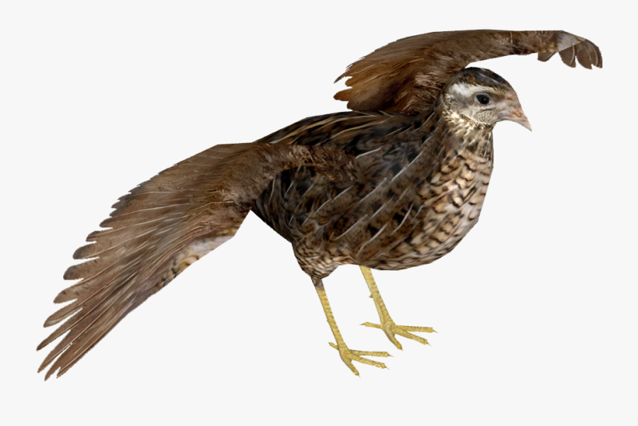 King Quail F - Transparent Quail Png, Transparent Clipart