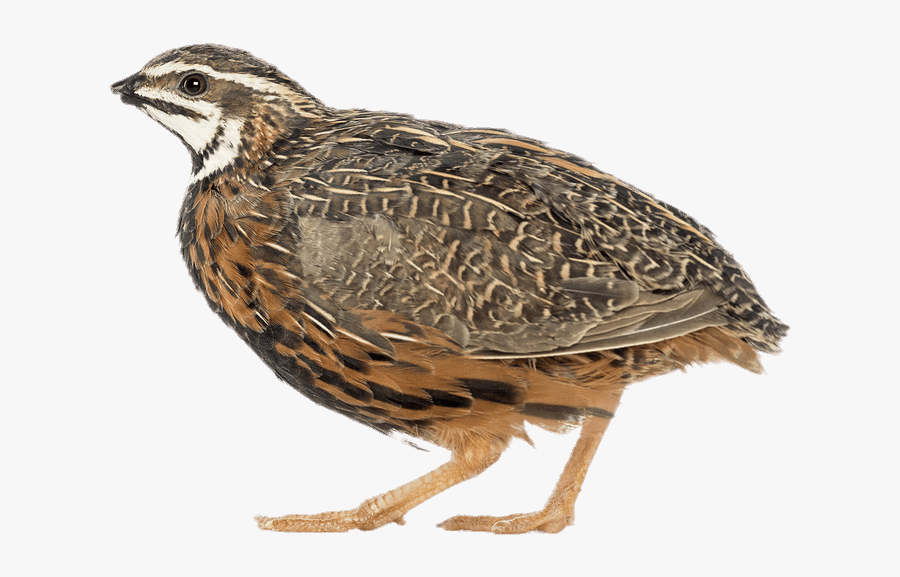 African Harlequin Quail Quail Png Free Transparent Clipart African Harlequin Quail Quail Png Free Transparent Clipart