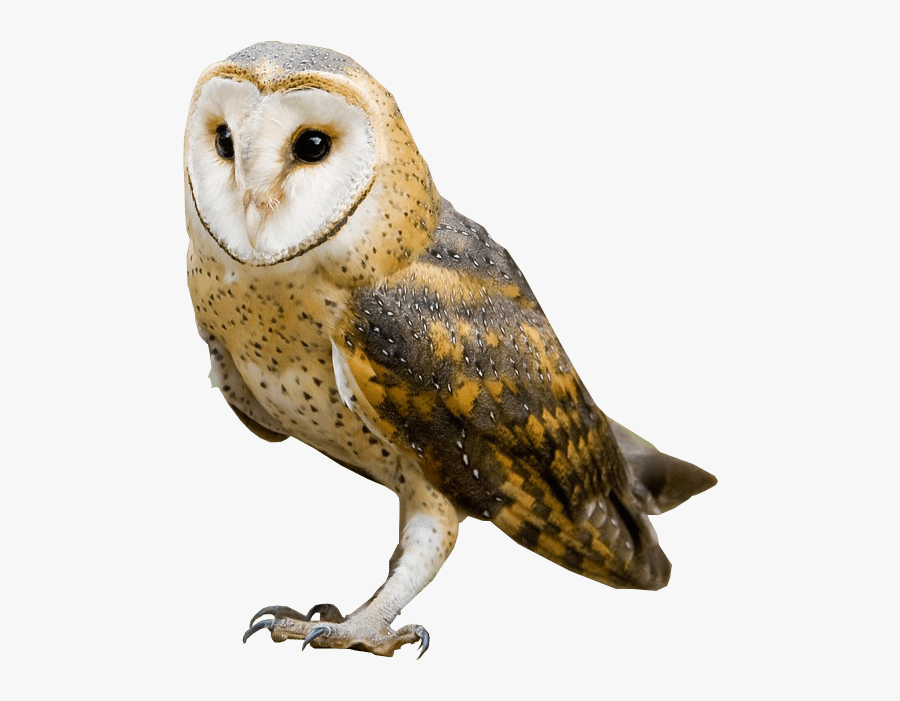 Clip Art Barn Owl Clipart - Owl Transparent Background, Transparent Clipart