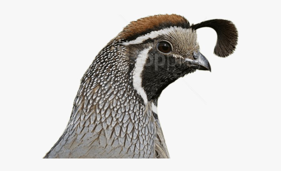 Beak - California Quail Head, Transparent Clipart