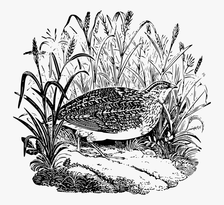 Art,monochrome Photography,grass Family - Clip Art, Transparent Clipart