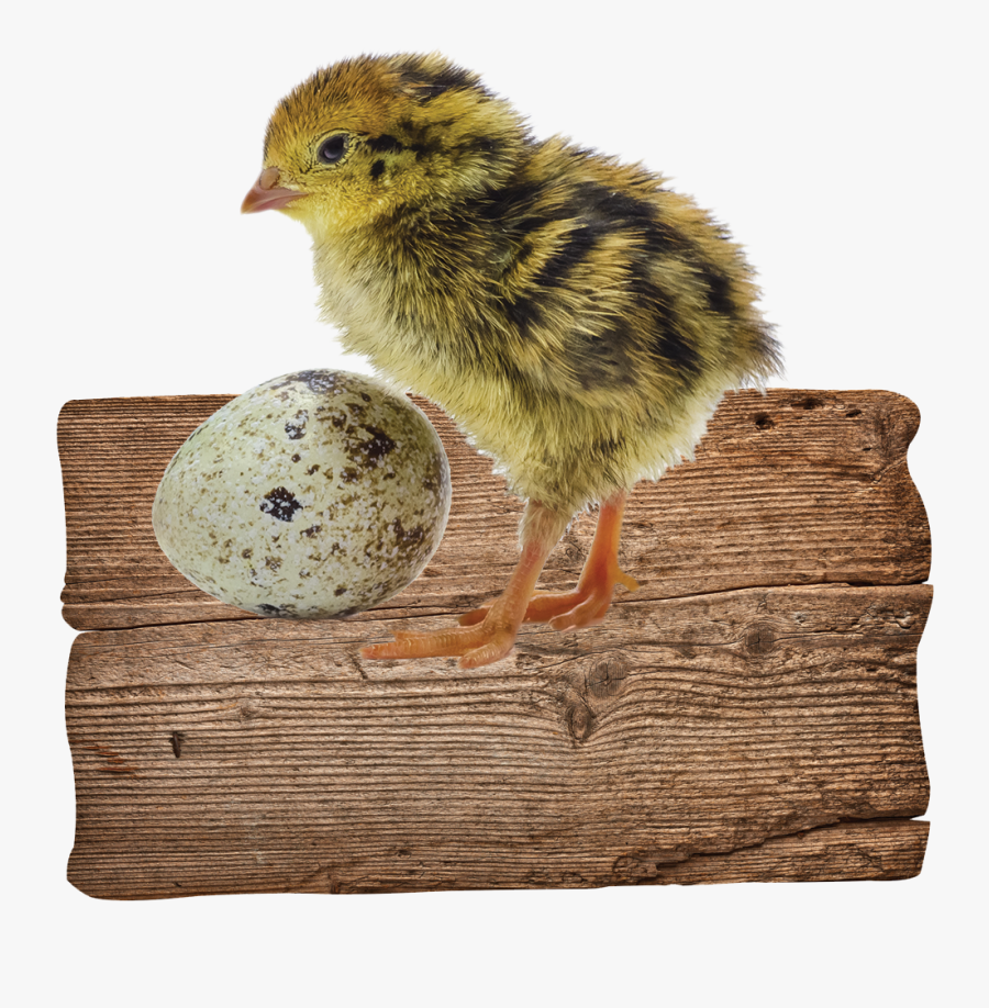 Transparent Quail Clipart, Transparent Clipart