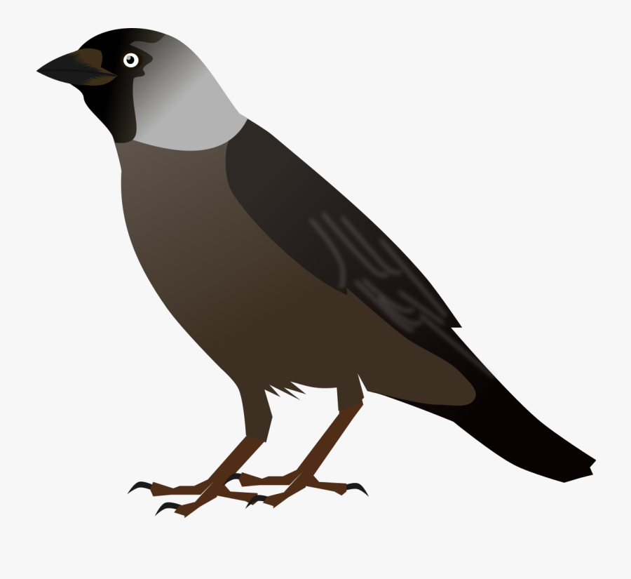 Collection Of High - Jackdaw Clipart, Transparent Clipart