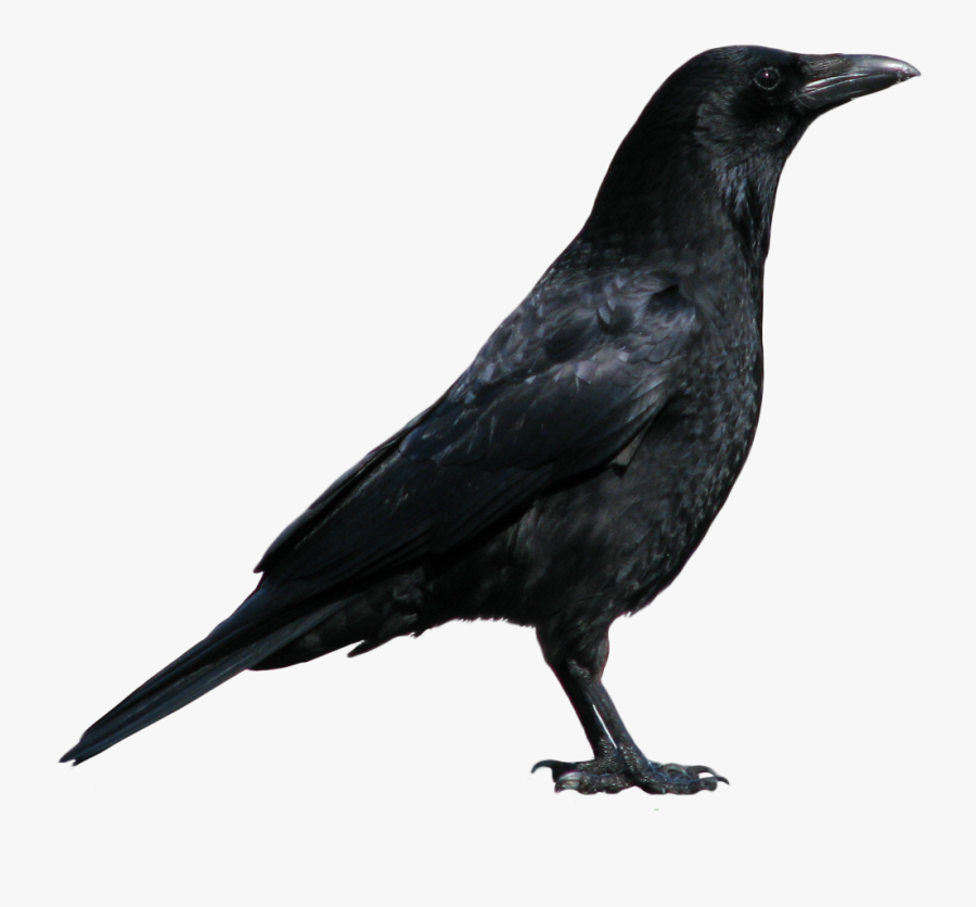 Crow Greek Mythology Wiki - Transparent Background Crow Png, Transparent Clipart