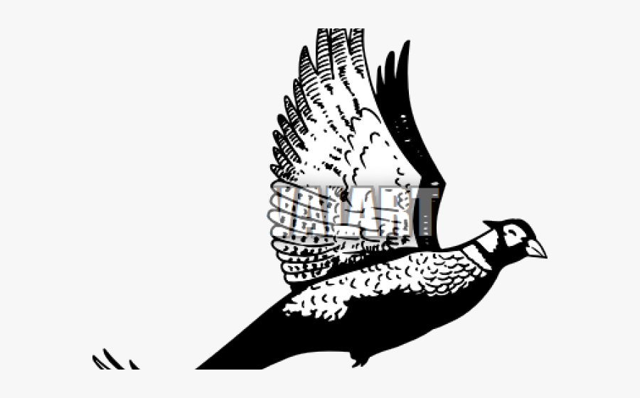 Quail Hunting Cliparts - Clip Art, Transparent Clipart
