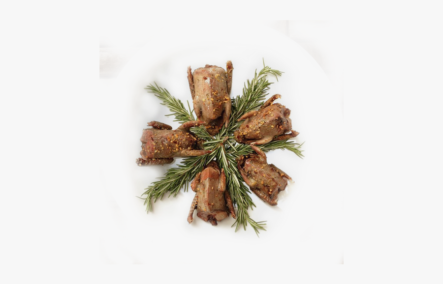 Quail Tree Free Download Png Hd Clipart - Oregon Pine, Transparent Clipart